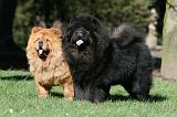 CHOW CHOW 609